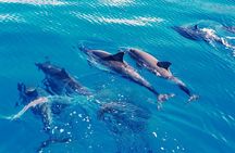 Swim with Dolphins on the West Coast of Oahu