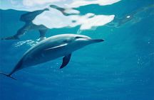 Swim with Dolphins on the West Coast of Oahu