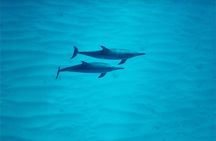Swim with Dolphins on the West Coast of Oahu