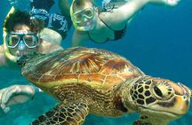 6-Day Best of Cairns Including the Great Barrier Reef, Kuranda and the Daintree Rainforest