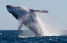 Mooloolaba Whale Watching Tour