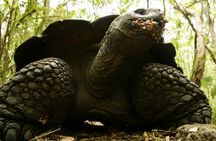 Galapagos Intensive 5 days, land base (3Islands) Excludes galapagos flight