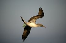 Galapagos Intensive 5 days, land base (3Islands) Excludes galapagos flight