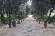From Rome to the countryside: Private 3-Hour Wine Tasting Tour