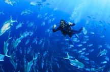 Cabo San Lucas Certified 2 Tank Dive at the Famous Arch and Land's End