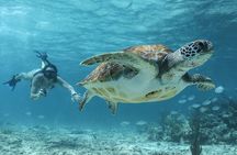 Akumal Cenote Swimming and Snorkeling from Cancun & Costa Mujeres