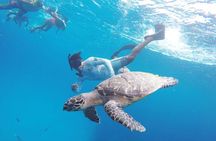 Cozumel Snorkeling Tour: Palancar, Columbia and El Cielo Reefs