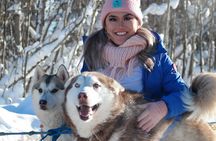 Free Pickup/Drop off: Alaskan Husky Dog Sledding with Free Photo 