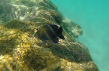 Snorkel Adventure at Cozumel! Transportation from Cancun & Playa Del Carmen