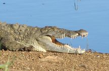 Day Trip Safari Cape Town to Pilanesberg Real Big 5 Game Reserve