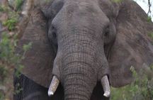 Day Trip Safari Cape Town to Pilanesberg Real Big 5 Game Reserve