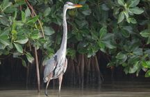 Nichupte Lagoon Wildlife Tour