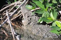 Nichupte Lagoon Wildlife Tour