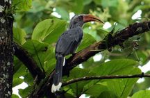 Private 3-Day Dandeli Birding Tour from Hubli