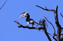 Private 3-Day Dandeli Birding Tour from Hubli