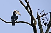 Private 3-Day Dandeli Birding Tour from Hubli