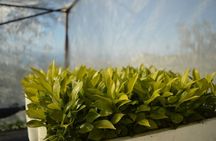 Discovery Tour of Sorrento Lemon in Massa Lubrense