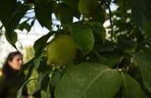 Discovery Tour of Sorrento Lemon in Massa Lubrense