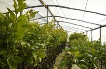 Discovery Tour of Sorrento Lemon in Massa Lubrense