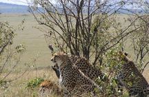 3-Day Masai Mara Budget Camping Safari