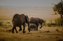 3-Day Masai Mara Budget Camping Safari