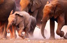 Safari Game Drive & Rhino Walks In The Mosi-oa-Tunya National Park