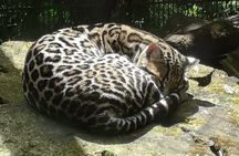 Poas Volcano and La Paz Waterfall Gardens Private Tour