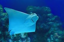 Cairns Aquarium Marine Life Encounter Ticket 