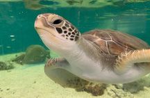 Cairns Aquarium Marine Life Encounter Ticket 