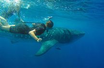 Whale Shark Watching and Snorkeling Experience from Cancun
