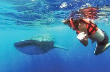 Whale Shark Watching and Snorkeling Experience from Cancun