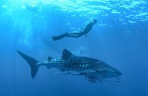 Whale Shark Watching and Snorkeling Experience from Cancun