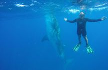 Whale Shark Watching and Snorkeling Experience from Cancun