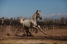 Full Day Horseback Riding