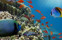 Half-Day Puerto Morelos Snorkeling Experience with Lunch