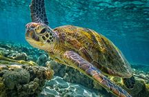 Half-Day Puerto Morelos Snorkeling Experience with Lunch