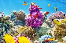 Half-Day Puerto Morelos Snorkeling Experience with Lunch
