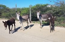 Best of Bonaire - Full island tour with a local.