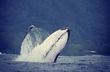 Private tour observing and swimming with humpback whales in Moorea