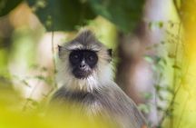 Minneriya National Park Entrance Ticket and jeep safari