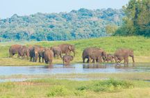 Minneriya National Park Entrance Ticket and jeep safari