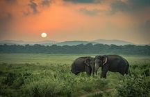 Minneriya National Park Entrance Ticket and jeep safari