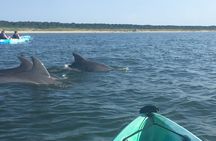 Small Group Dolphin Kayak Eco-Tour
