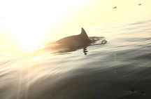 Sunset Dolphin Kayak Tours