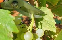 Wine Tasting Experience at the organic winery in Šišan