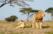 8-Day Private Guided Tanzania Safari with Pick Up