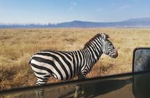 8-Day Private Guided Tanzania Safari with Pick Up
