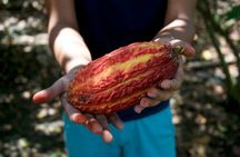 Small Group Guayaquil and Cocoa Farm Full-Day Tour