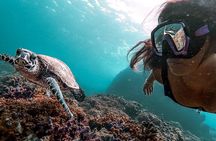 Caño Island all inclusive Snorkeling Tour in small groups