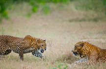 2 Days Tour To Bentota Galle & Yala From Colombo